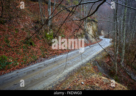 Landschaft mit einer Straße durch den Wald an einem nebligen Tag, Vorfrühling Stockfoto