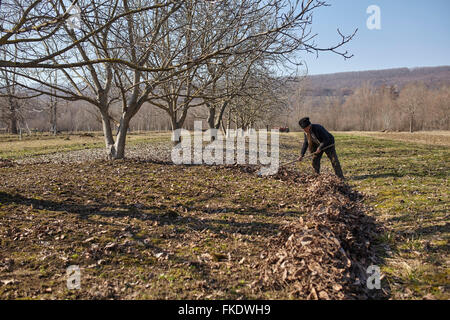 Alter Bauer mit einem Rechen Laub in einem Garten zu sammeln Stockfoto