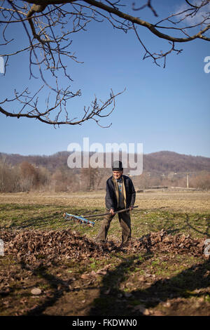 Alter Bauer mit einem Rechen Laub in einem Garten zu sammeln Stockfoto