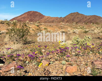 4. März 2016 lila und gelb Wildblumen wachsen im Death Valley, nach El Nino Regen einen "Super-Bloom" aufgerufen wird. Stockfoto