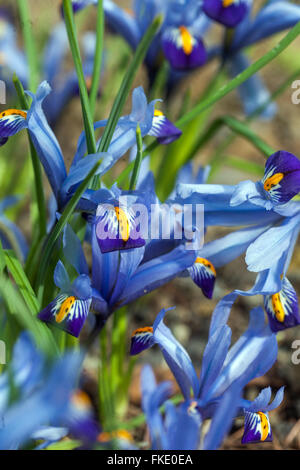 Iris reticulata „Gordon“ Iris „Gordon“ Stockfoto