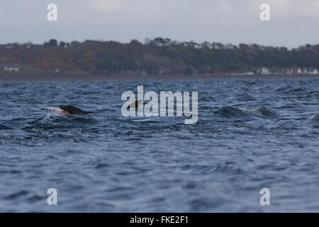 Gemeinsame große Tümmler (Tursiops Truncatus) fangen einen Lachs (Salmo salar), Chanonry Point, Schottland Stockfoto