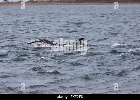 Gemeinsame große Tümmler (Tursiops Truncatus) fangen, Essen, Lachs (Salmo salar), Chanonry Point, Schottland Stockfoto