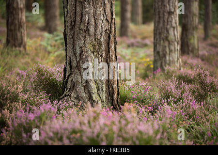 Heather in Wareham Wäldern im Spätsommer, Dorset, England, UK Stockfoto