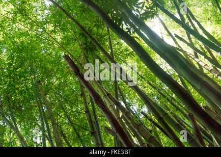 Niedrigen Winkel Blick auf Bambusbäume im Wald, Trinidad, Trinidad und Tobago Stockfoto