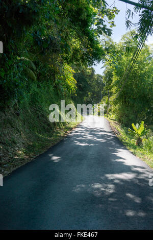 Straße durch Wald, Trinidad, Trinidad und Tobago Stockfoto