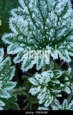 einem frostigen Wintermorgen in der Nähe von Milborne Wick, Somerset, England, UK Stockfoto