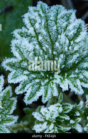 einem frostigen Wintermorgen in der Nähe von Milborne Wick, Somerset, England Stockfoto