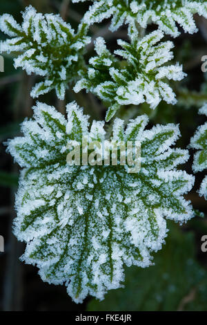 einem frostigen Wintermorgen in der Nähe von Milborne Wick, Somerset, England Stockfoto