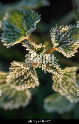 einem frostigen Wintermorgen in der Nähe von Milborne Wick, Somerset, England, UK Stockfoto