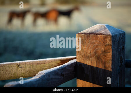 einem frostigen Wintermorgen in der Nähe von Milborne Wick, Somerset, England, UK Stockfoto