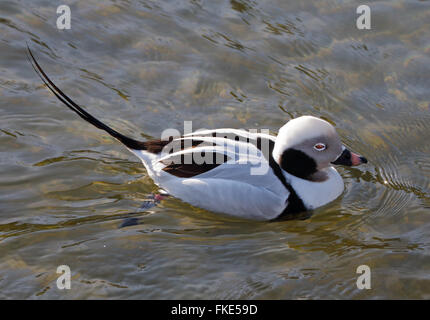 Lange Tailed Ente (Clangula Hyemalis) Stockfoto