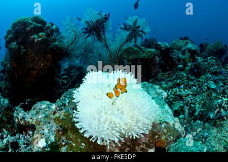 Anemone mit ein echter Clownfisch (Amphiprion Percula) bleichen. Es kann hübsch aussehen, aber diese Anemone ist unter Hitzestress. Stockfoto