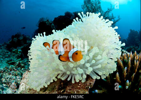 Anemone mit ein echter Clownfisch (Amphiprion Percula) bleichen. Es kann hübsch aussehen, aber diese Anemone ist unter Hitzestress. Stockfoto