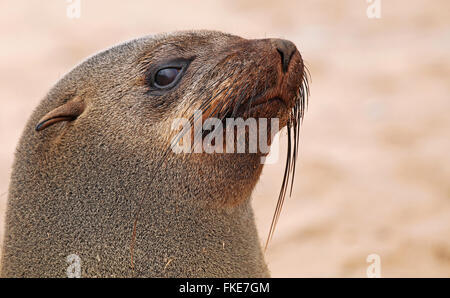 Südafrikanischer Seebär, Cape cross, Arctocephalus percivali Stockfoto