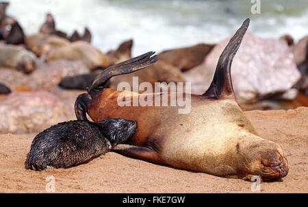 Südafrikanische Seebären, Cape cross, Arctocephalus percivali Stockfoto