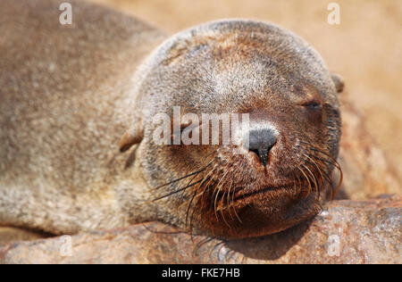Südafrikanischer Seebär, Cape cross, Arctocephalus percivali Stockfoto
