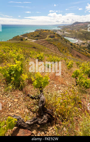 Blick auf Weinberge in rot Küste, Llenguadoc-Rosello, Frankreich. Stockfoto