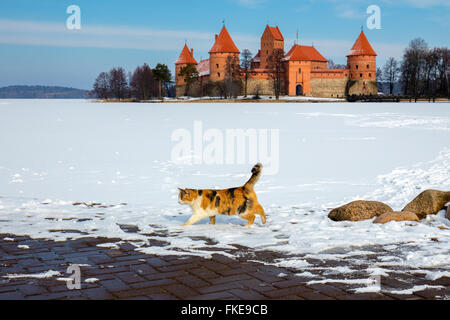 Katze gegen Burg Trakai Insel im Winter zu Fuß. Die Katze im Fokus Stockfoto