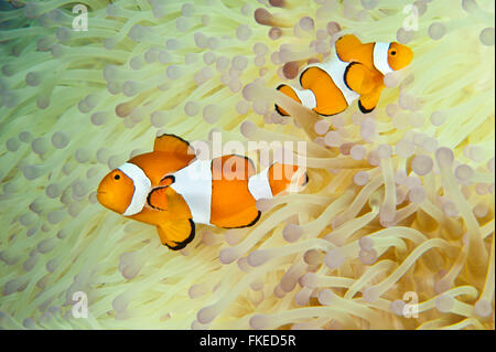 Anemone mit ein echter Clownfisch (Amphiprion Percula) bleichen. Stockfoto