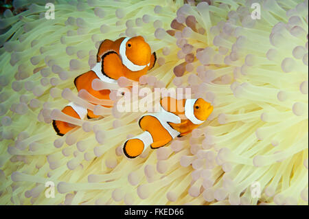 Anemone mit ein echter Clownfisch (Amphiprion Percula) bleichen. Stockfoto