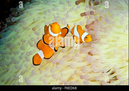 Anemone mit ein echter Clownfisch (Amphiprion Percula) bleichen. Stockfoto