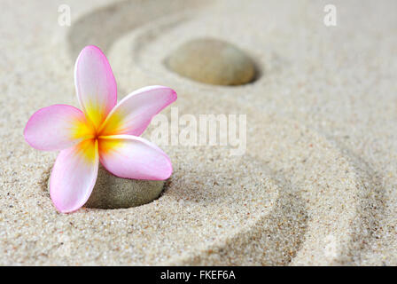 Frangipani Blume auf einem Zen Steinen mit Sand Hintergrund Stockfoto