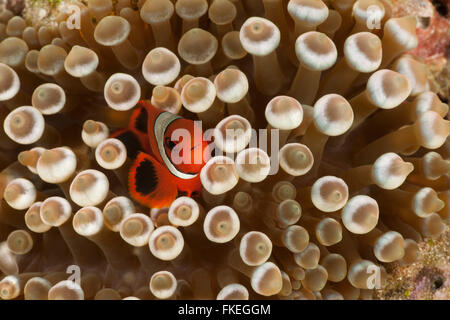 Echter Clownfisch (Amphiprion Percula) in seiner bleichen Anemone nach Hause. Es kann hübsch aussehen, aber diese Anemone ist unter Hitzestress. Stockfoto