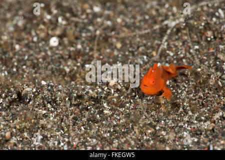Baby Orange lackiert Anglerfisch (Antennarius Pictus) auf dem Sand. Ca. 4mm groß. Stockfoto