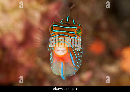 Papuan Toby Kugelfisch (Canthigaster Papua) Stockfoto