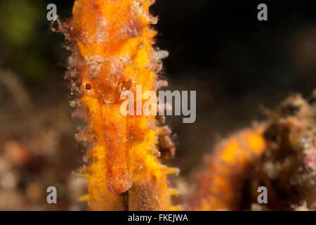 Mündung Seepferdchen (Hippocampus Kuda) in den Trümmern. Stockfoto