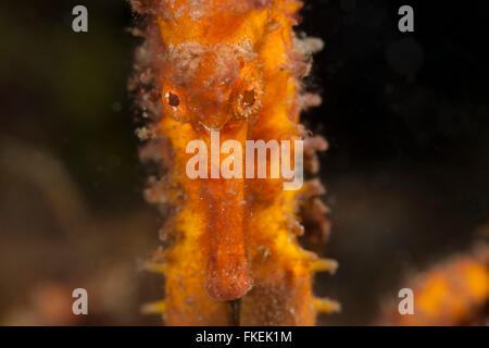 Mündung Seepferdchen (Hippocampus Kuda) in den Trümmern. Stockfoto