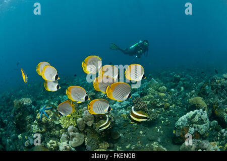 Schulzeit Panda Butterflyfish (Chaetodontidae Adiergastos) mit Taucher. Stockfoto