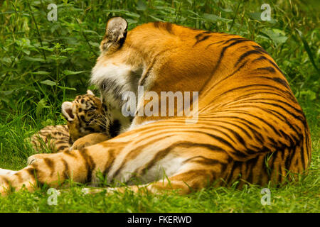 Sibirischen/Amur-Tiger (Panthera Tigris Altaica) Mutter und Jungtier zusammen Stockfoto