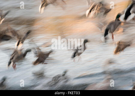 Herde von Enten Stockenten (Anas Platyrhynchos) startet in die Luft, Bergpark Wilhelmshöhe, Kassel, Hessen, Deutschland Stockfoto