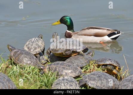 Stockente und Wasser Schildkröten Stockfoto