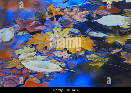 Gefallene Herbstlaub schwimmt auf der Wasseroberfläche Stockfoto