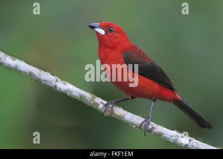 Brasilianische Voegel (Ramphocelus Bresilius) Männchen auf einem Ast im Garten mit sauberer Hintergrund, Itanhaém, Brasilien Stockfoto