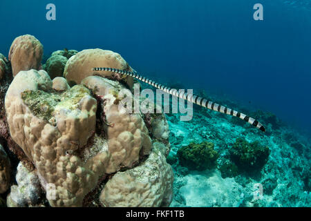 Gebändert Meer Krait oder gelbe Lippe Meer Krait (Laticauda Colubrina) Stockfoto