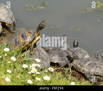 Wasser-Schildkröten-Familie in der Nähe des Sees Stockfoto