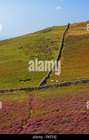 Landschaft um den See Cregennan und Cadair Idris Gwynedd Wales Stockfoto