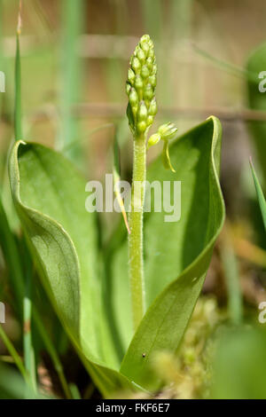 Gemeinsame Nestwurzen (Neottia Ovata). Grüne Blume von seltenen Pflanzen in der Familie Orchidaceae, Blätter zeigen Spitze zwischen Stockfoto