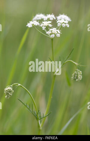 Pignut (Conopodium Majus). Dolde weißer Blüten der Pflanze ist in der Karotte Familie Apiaceae, wächst in einer britischen Wiese Stockfoto