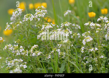 Kresse (Kapuzinerkresse Officinale). Wilde Gemüse in den Kohl und Senf Familie (Brassicaceae), mit weißen Blüten Stockfoto