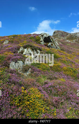 Landschaft um den See Cregennan und Cadair Idris Gwynedd Wales Stockfoto