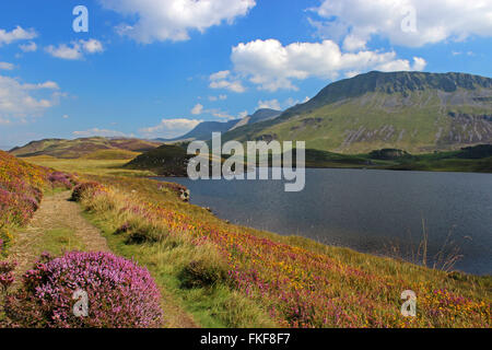 Landschaft um den See Cregennan und Cadair Idris Gwynedd Wales Stockfoto