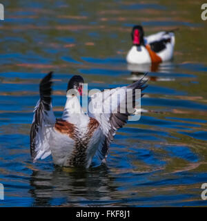 Wildgans fliegen (Tadorna Tadorna) Stockfoto