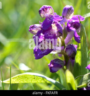 Green-winged Orchid (Anacamptis Morio) Blütenstand. Lila Blume der seltenen Pflanzen in der Familie Orchidaceae, detail Stockfoto