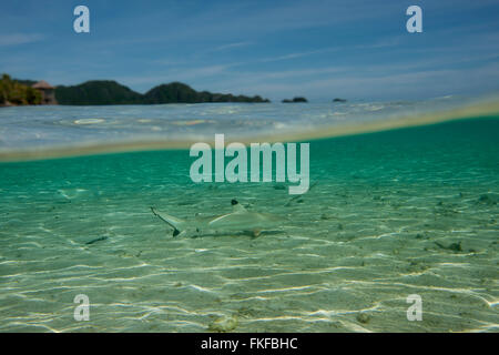 Schwarzspitzen Riffhai (Carcharhinus Melanopterus) patrouillieren in den Untiefen - Ebene aufgeteilt. Misool, Raja Ampat, West Papua, Indonesien Stockfoto