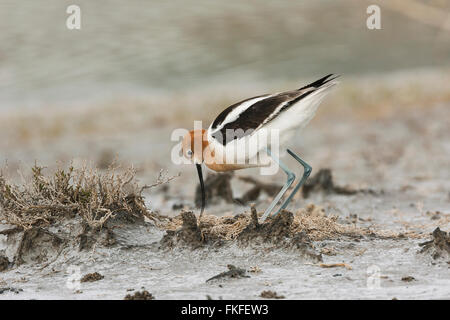 Weibliche amerikanische Säbelschnäbler stehend über Nest beim neigen 4 Eizellen Bärenfluss Migratory Bird Zuflucht, Utah im Frühjahr Stockfoto